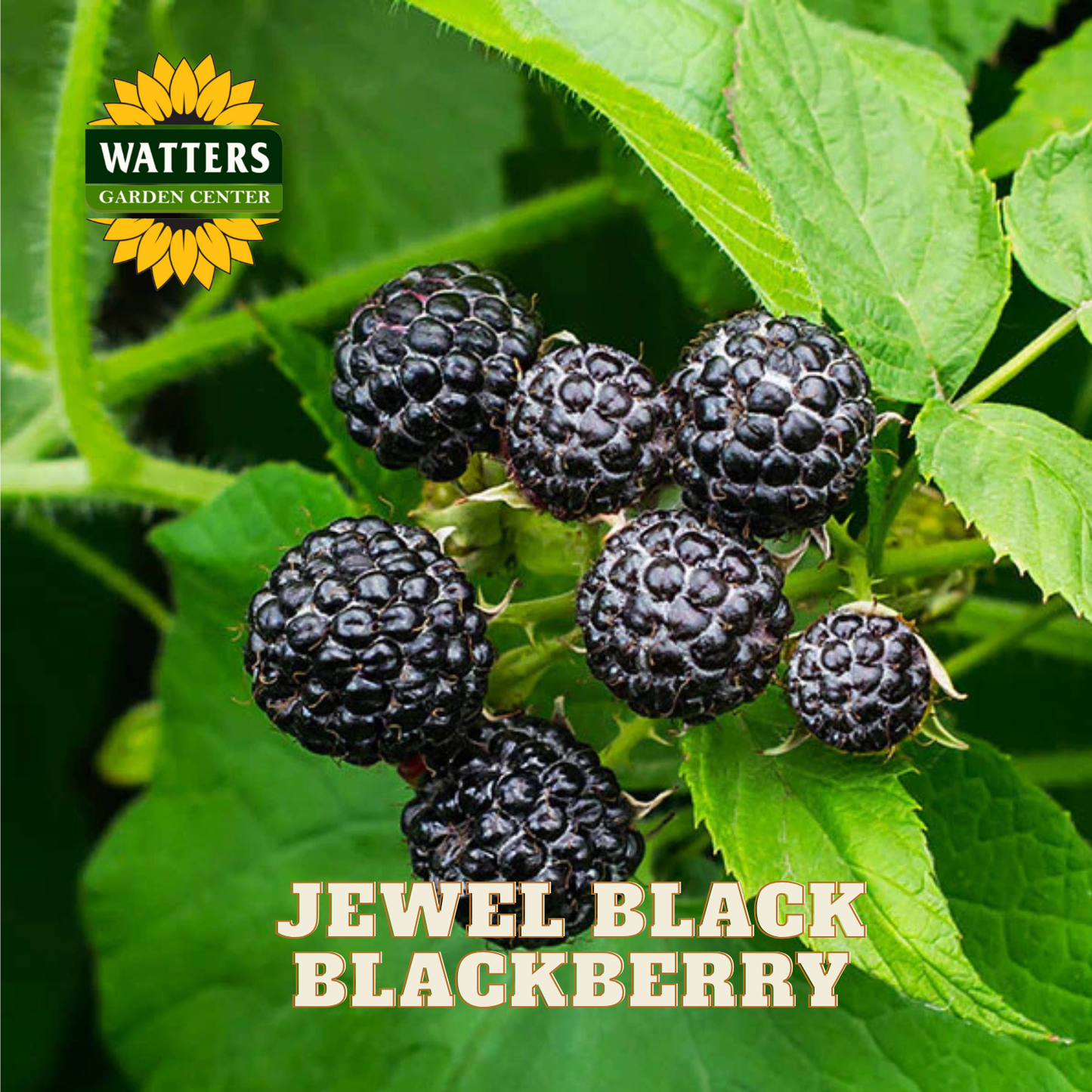 Jewel Black Raspberry - 1 gal 12"