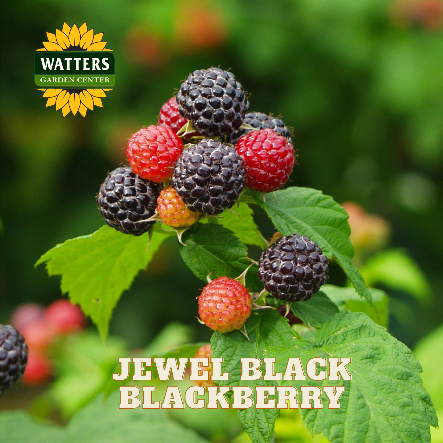 Jewel Black Raspberry - 1 gal 12"