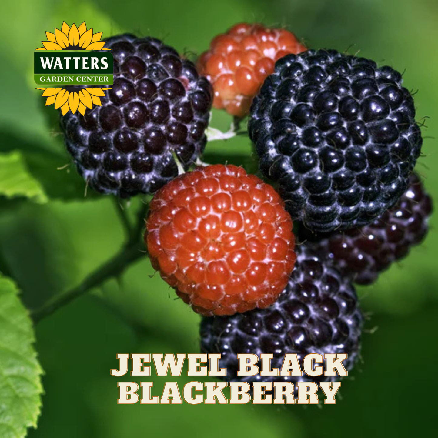 Jewel Black Raspberry - 1 gal 12"