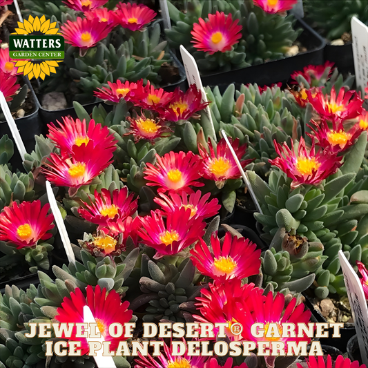 Jewel of Desert Garnet Ice Plant Delosperma with Watters Garden Center branding.