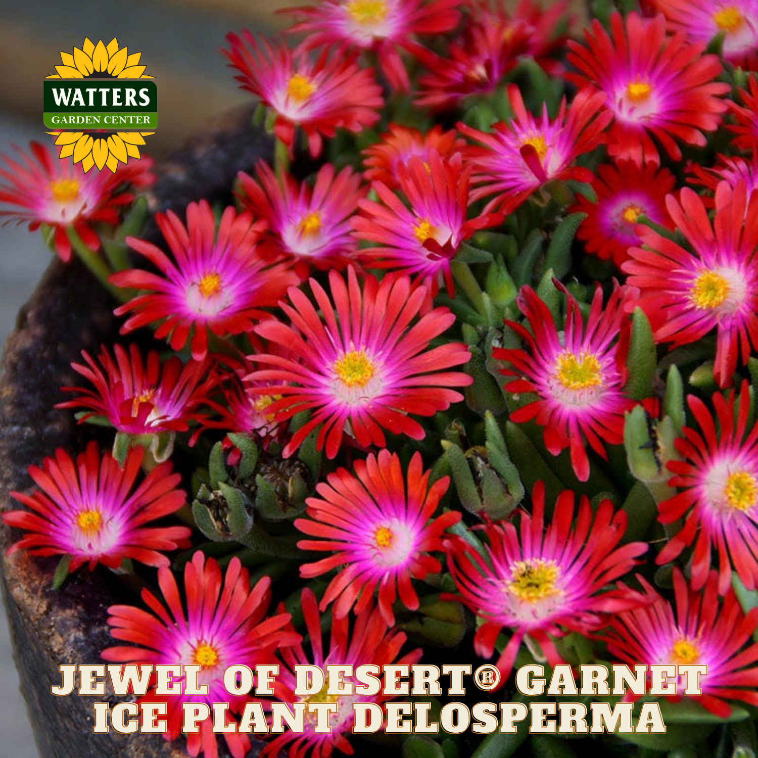 Potted ice plant with red and pink flowers labeled 'Jewel of Desert Garnet' from Watters Garden Center.