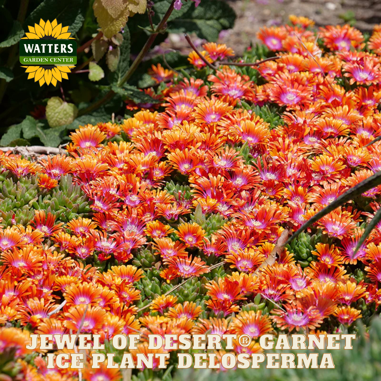 Colorful ice plant flowers with Watters Garden Center branding.