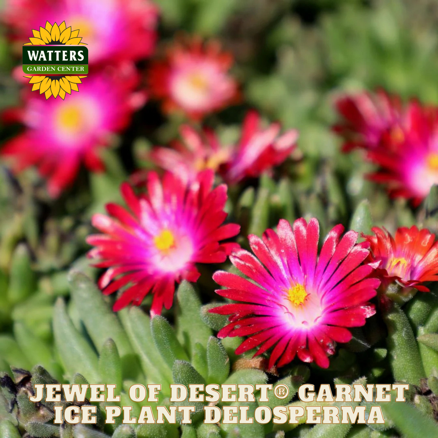 Pink flowers with green leaves and Watters Garden Center logo.