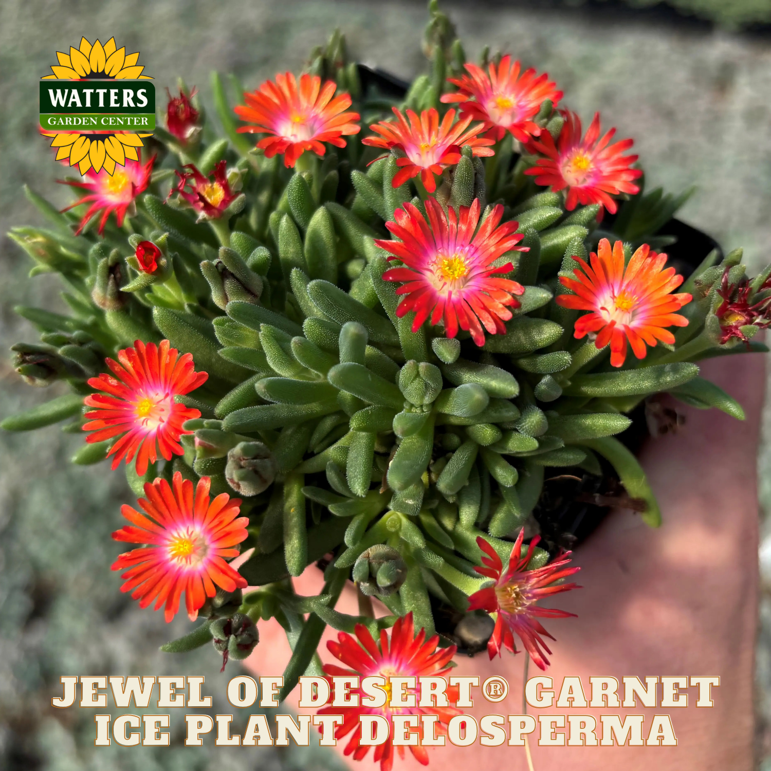 Ice plant with red flowers held by a hand, labeled 'Jewel of Desert Garnet' from Watters Garden Center.