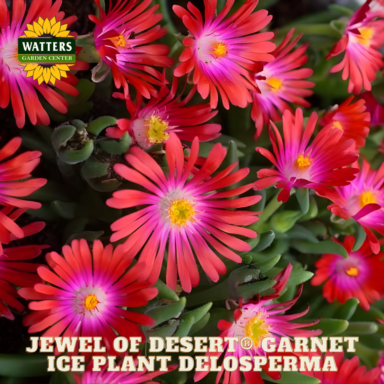 Close-up of pink and red ice plant flowers with Watters Garden Center branding.