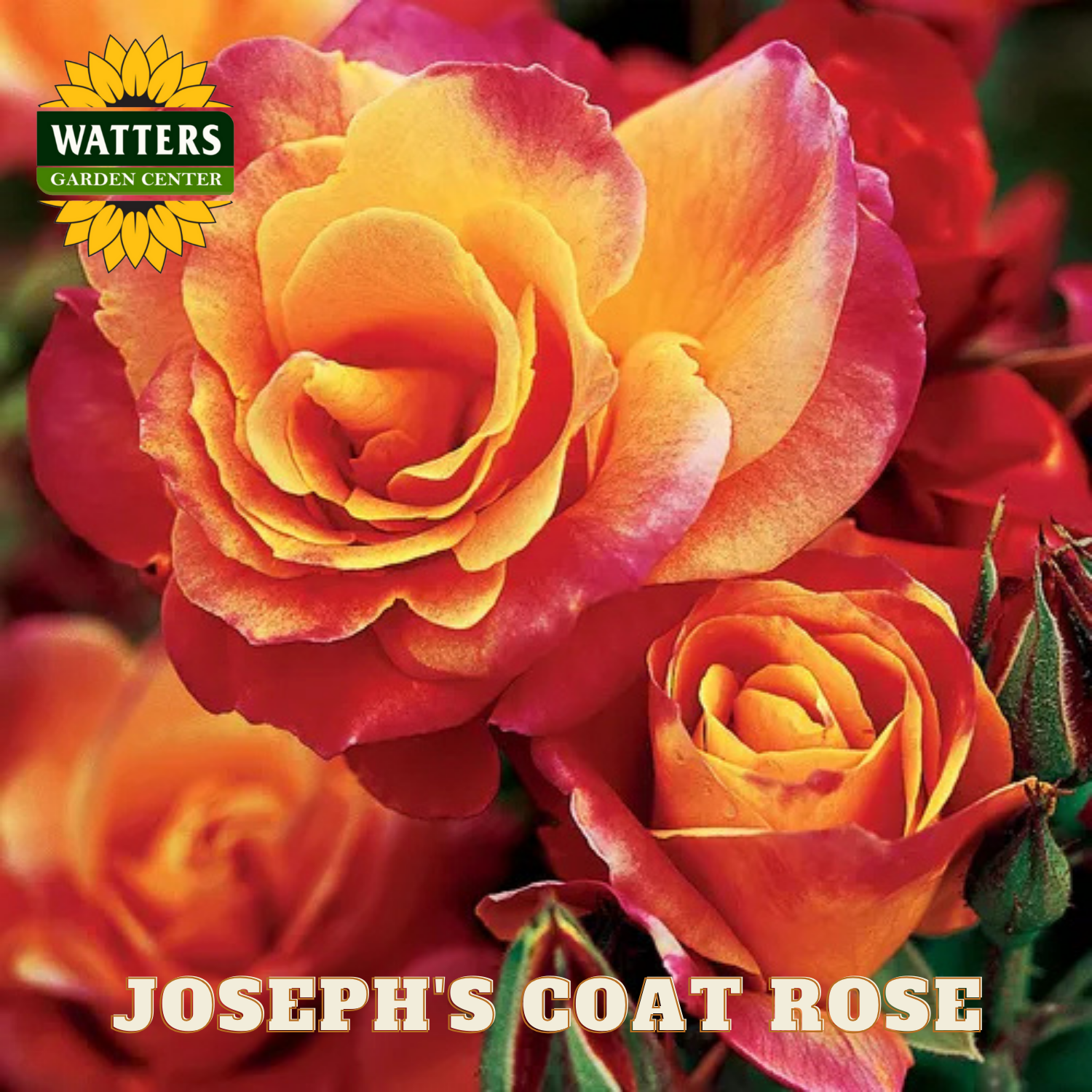 Close-up of a 'Joseph's Coat' rose with Watters Garden Center branding.
