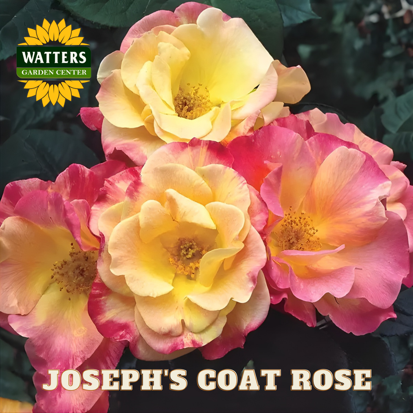 Pink and yellow flowers with Watters Garden Center logo and 'Joseph's Coat Rose' text.