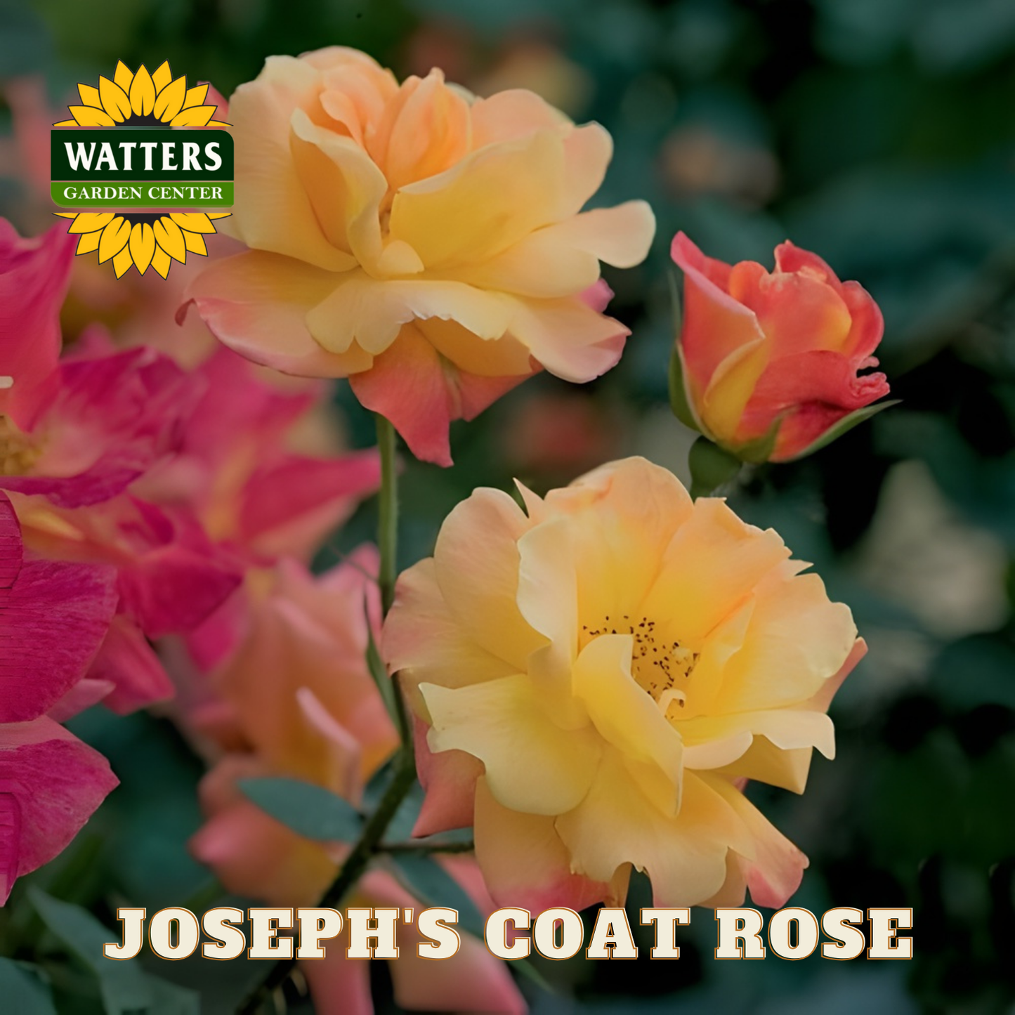 Yellow and pink roses with 'Watters Garden Center' logo and 'Joseph's Coat Rose' text.