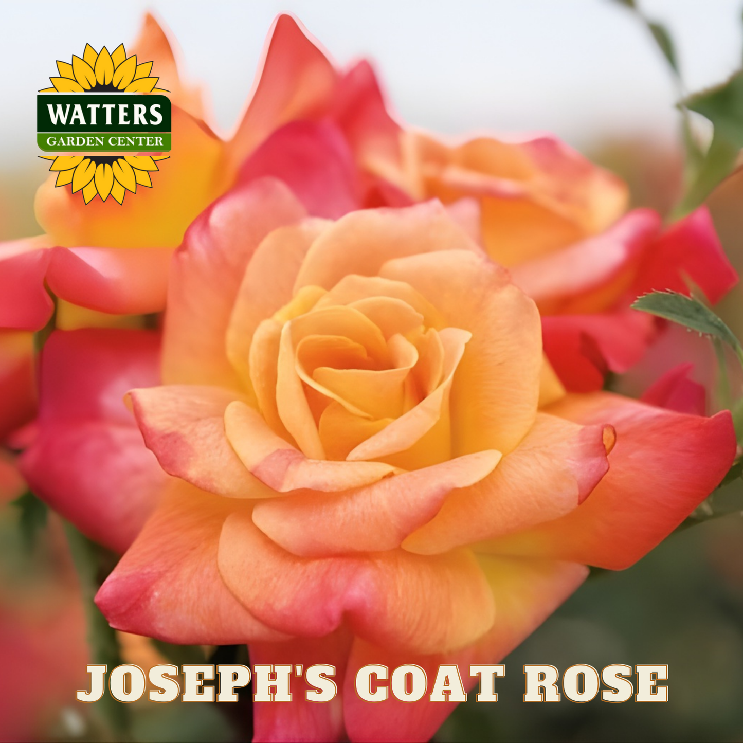 Close-up of a Joseph's Coat rose with Watters Garden Center logo.