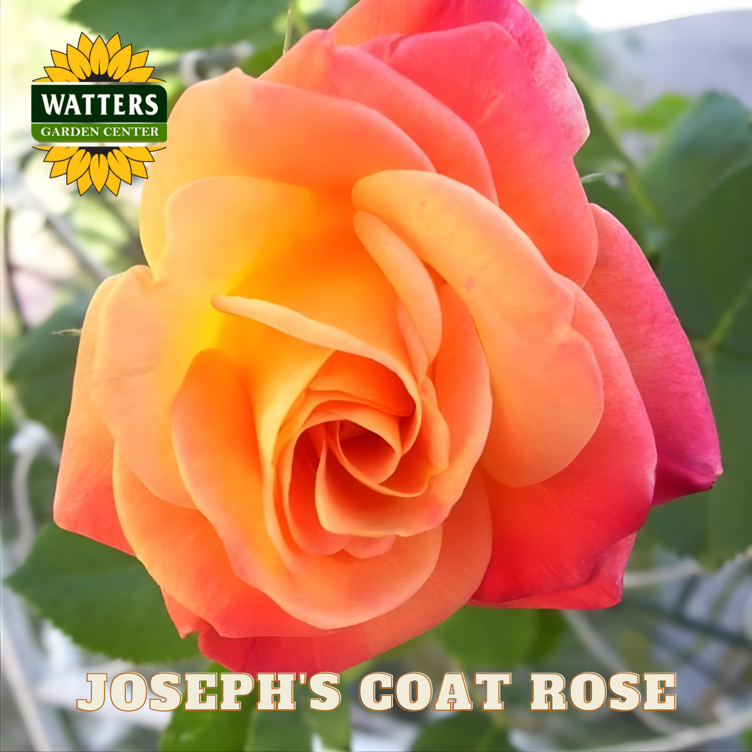 Close-up of a Joseph's Coat rose with Watters Garden Center branding.