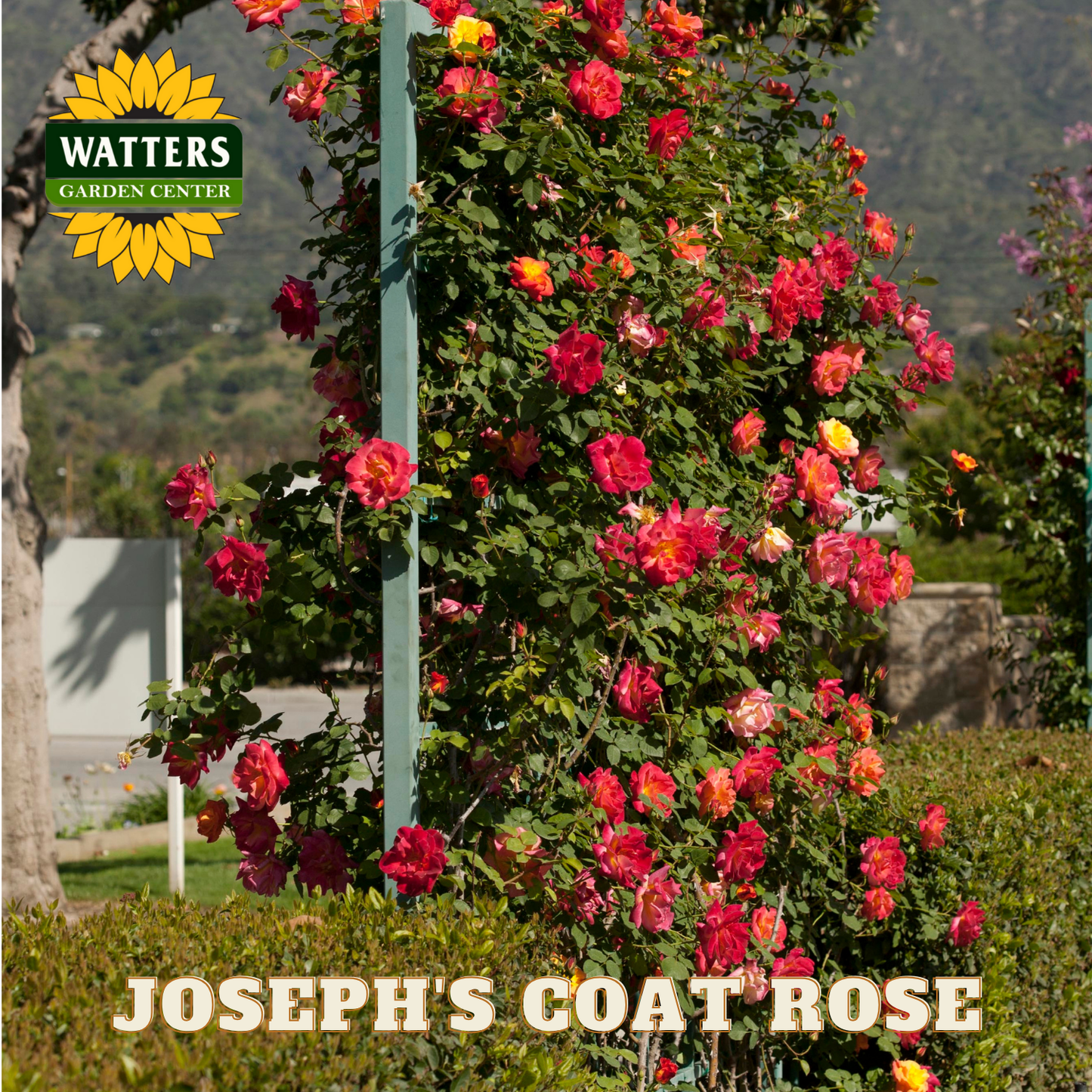 Tall bush with red and orange flowers labeled 'Joseph's Coat Rose' in a garden setting with Watters Garden Center branding.