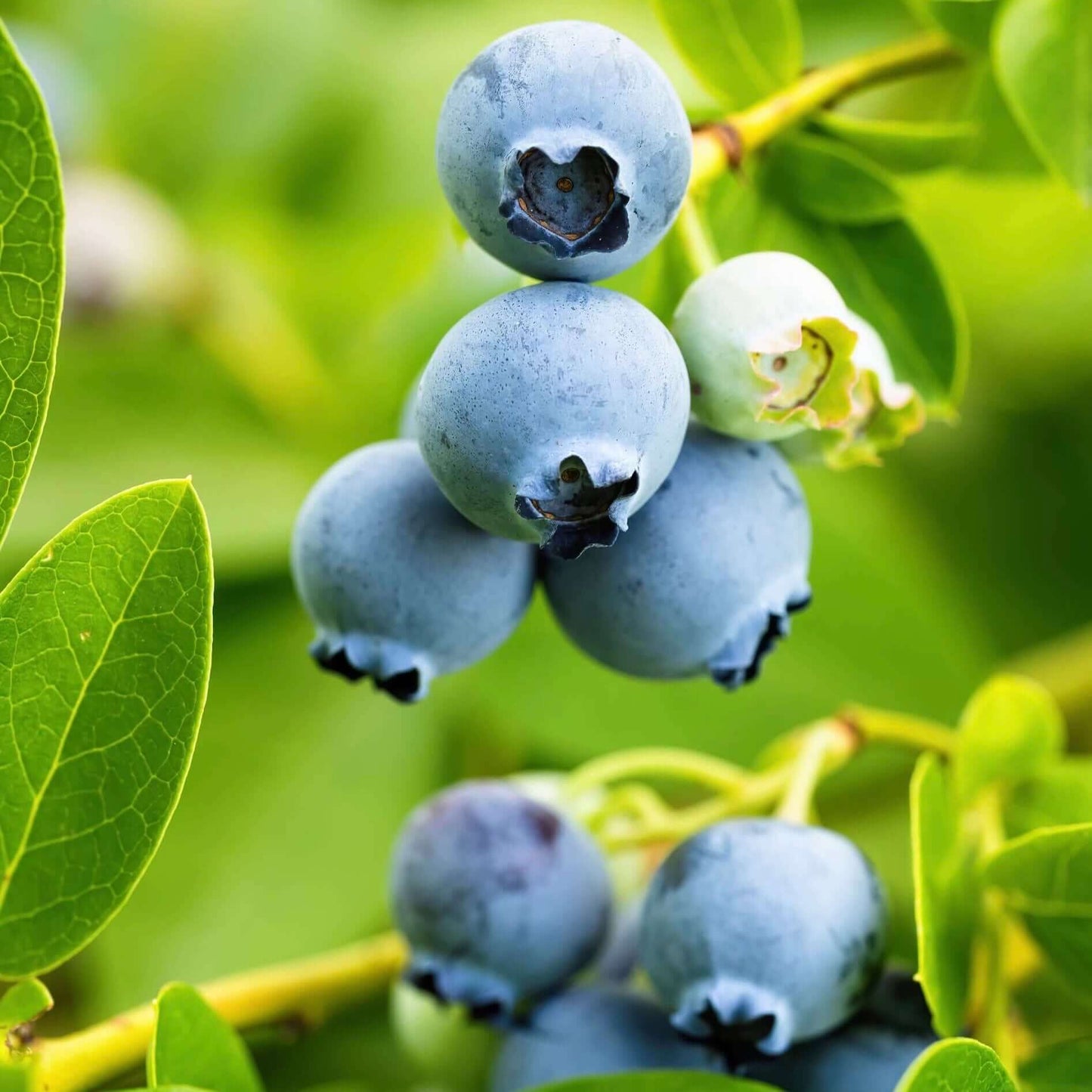JUBILEE MIDSEASON BLUEBERRY 1gal