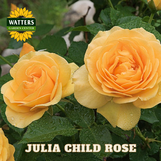 Two yellow roses with water droplets on leaves, branded with Watters Garden Center.
