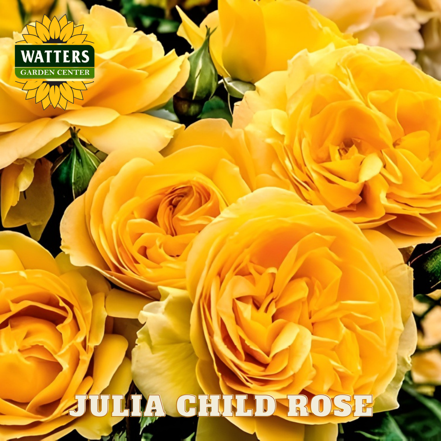 Bouquet of yellow roses with Watters Garden Center logo and 'Julia Child Rose' text.