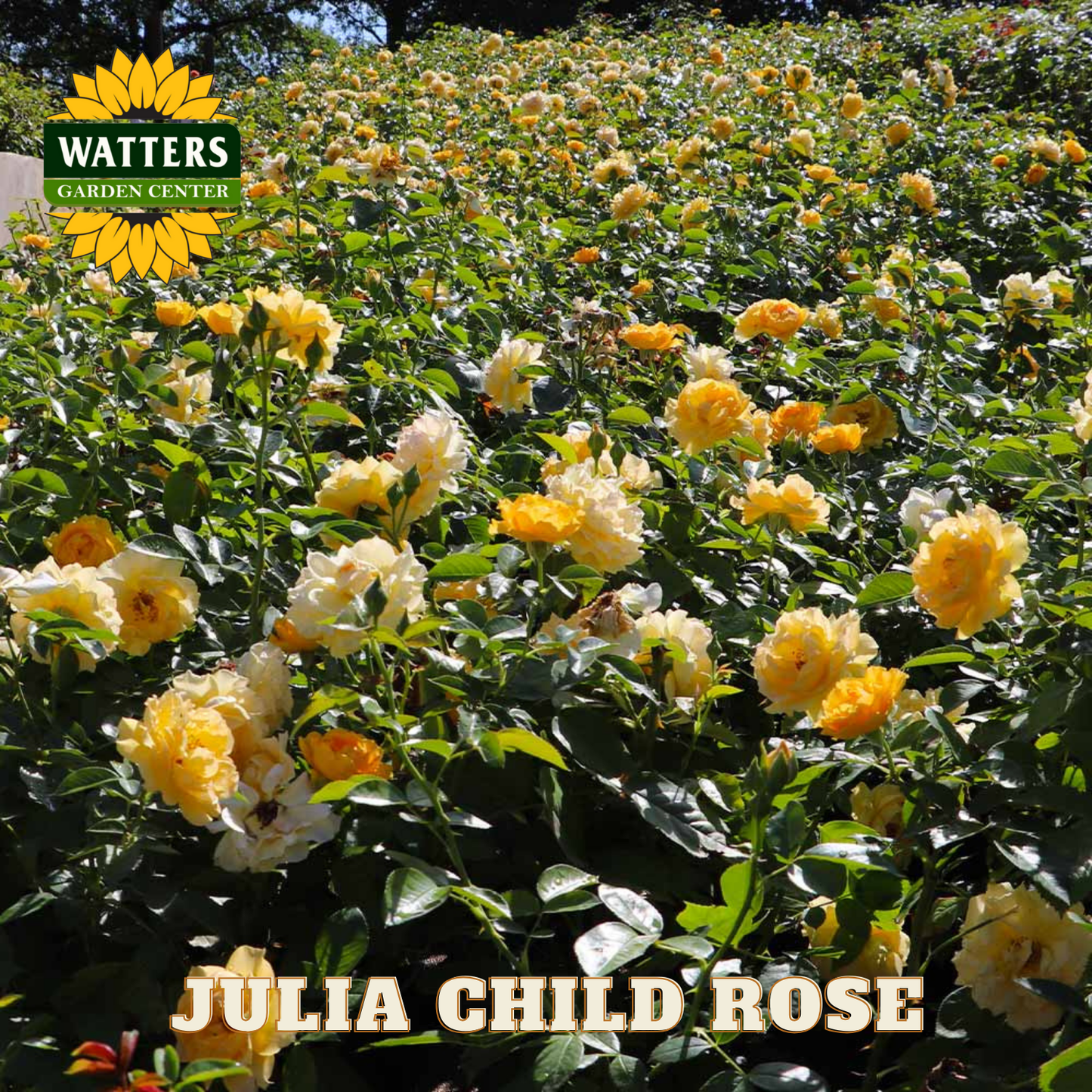 Field of yellow and white flowers with 'Watters Garden Center' logo and 'Julia Child Rose' text.
