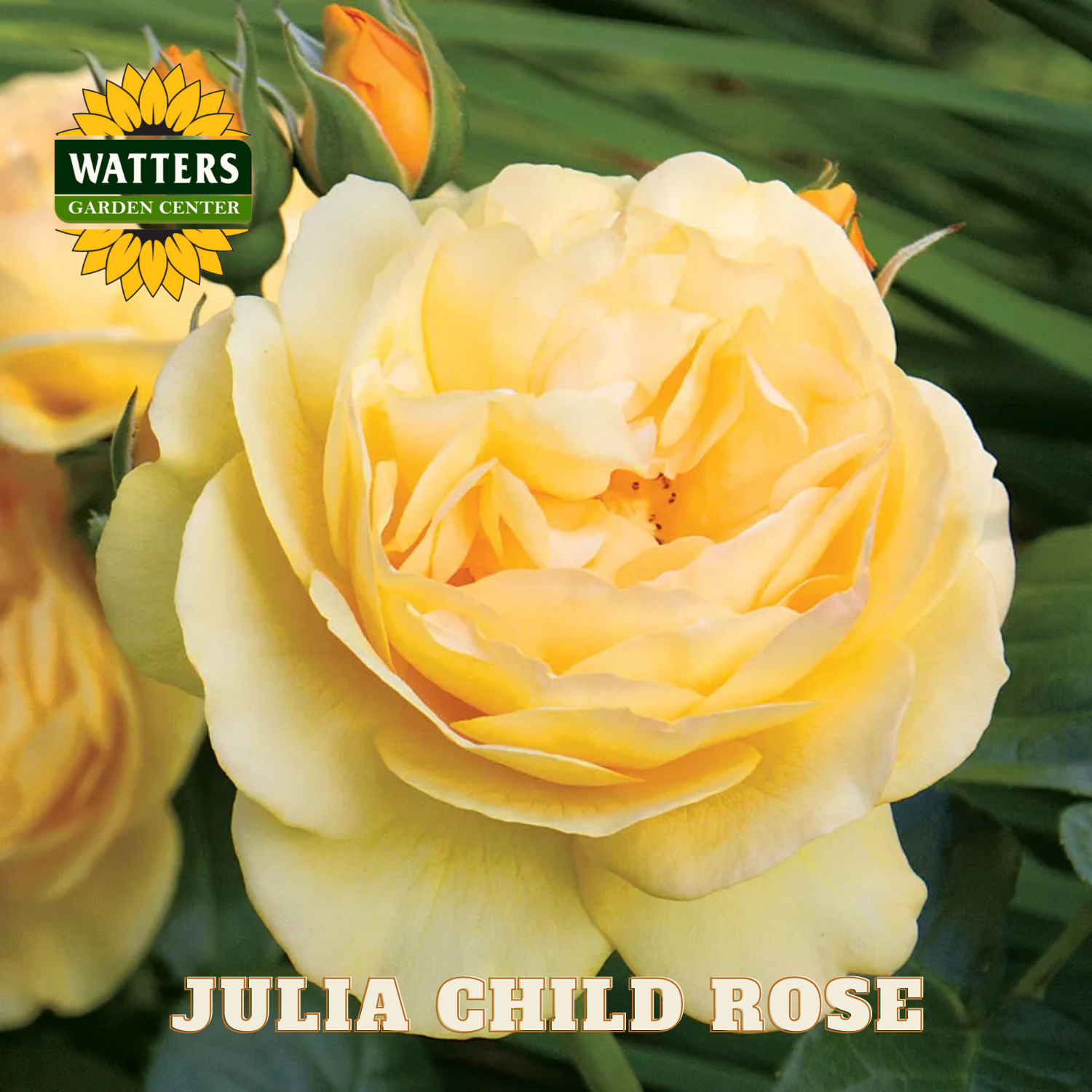 Yellow rose with 'Watters Garden Center' logo and 'Julia Child Rose' text.