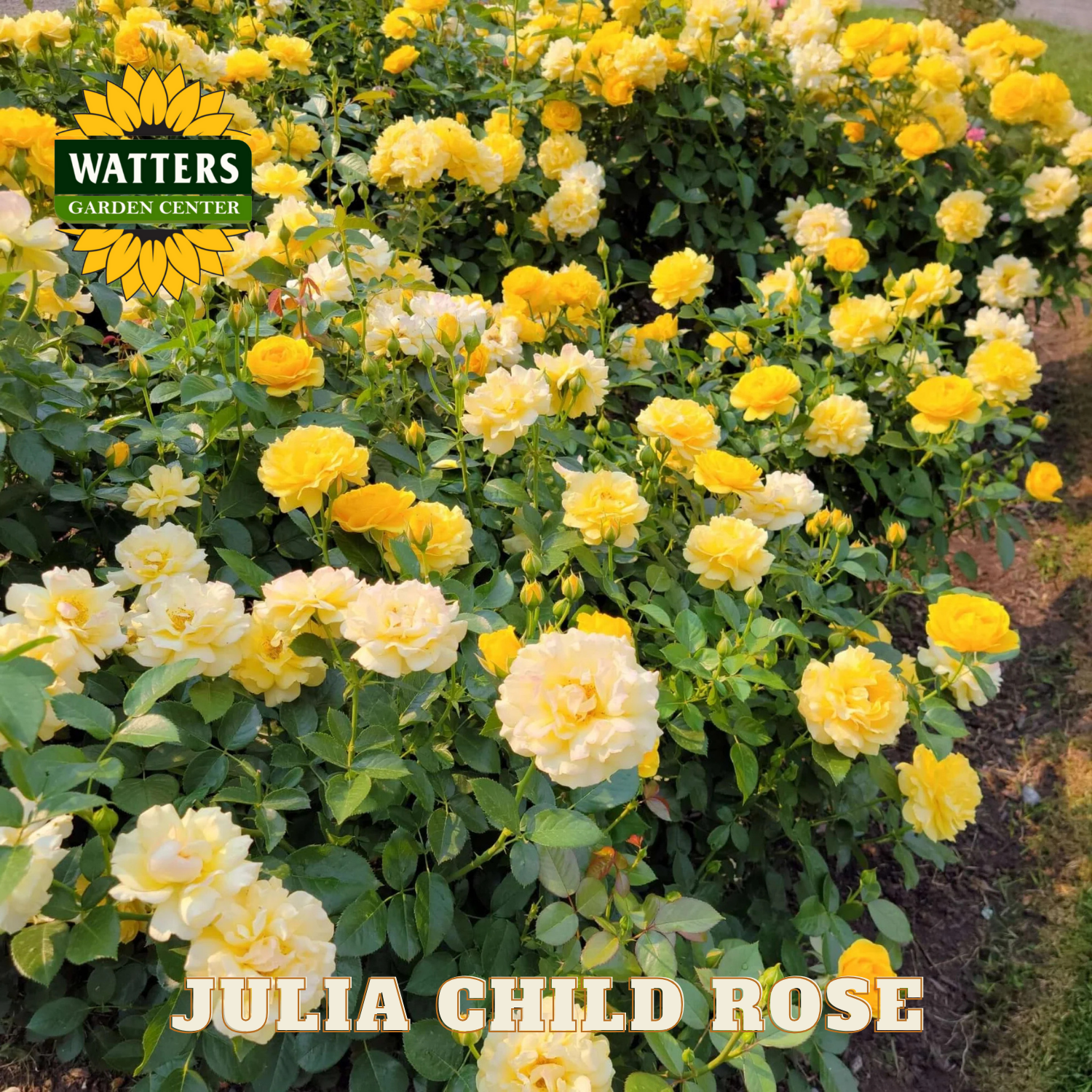 Bush of yellow roses with 'Watters Garden Center' logo and 'Julia Child Rose' text.