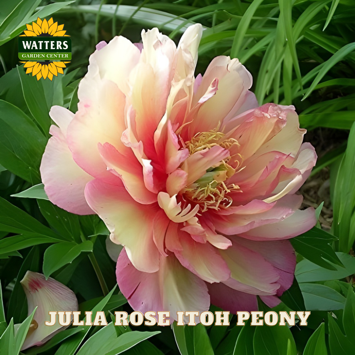 Julia Rose Itoh Peony flower with Watters Garden Center logo in the corner.
