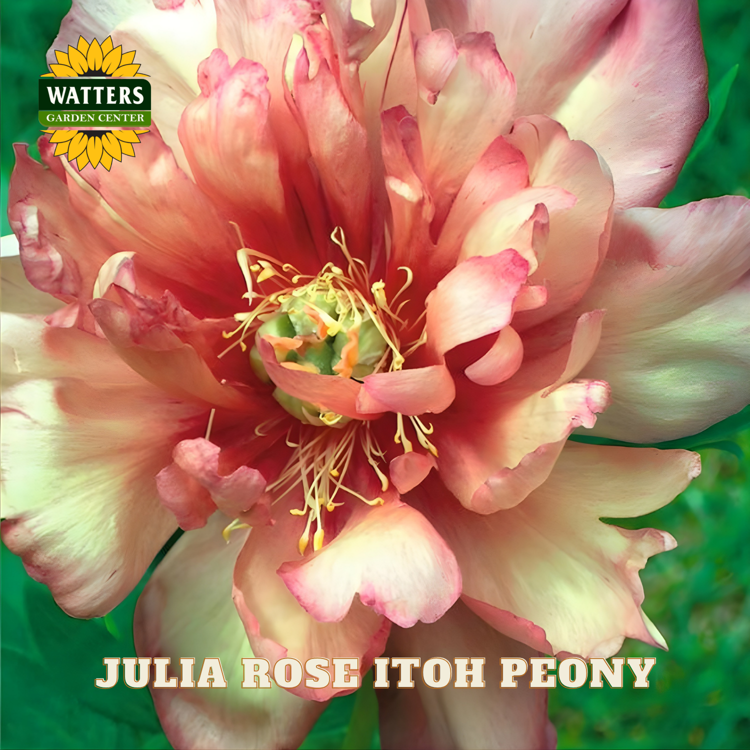Close-up of a Julia Rose Itoh Peony with Watters Garden Center logo.