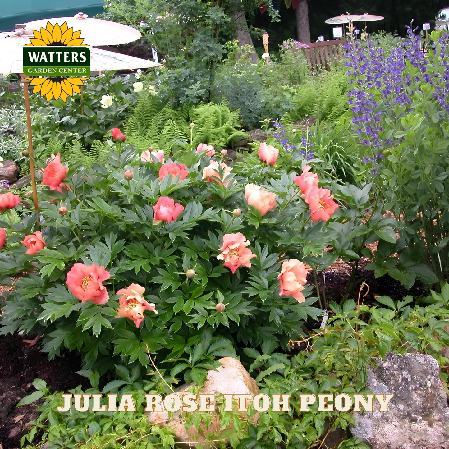 Garden scene with Julia Rose Itoh Peony flowers and Watters Garden Center branding.