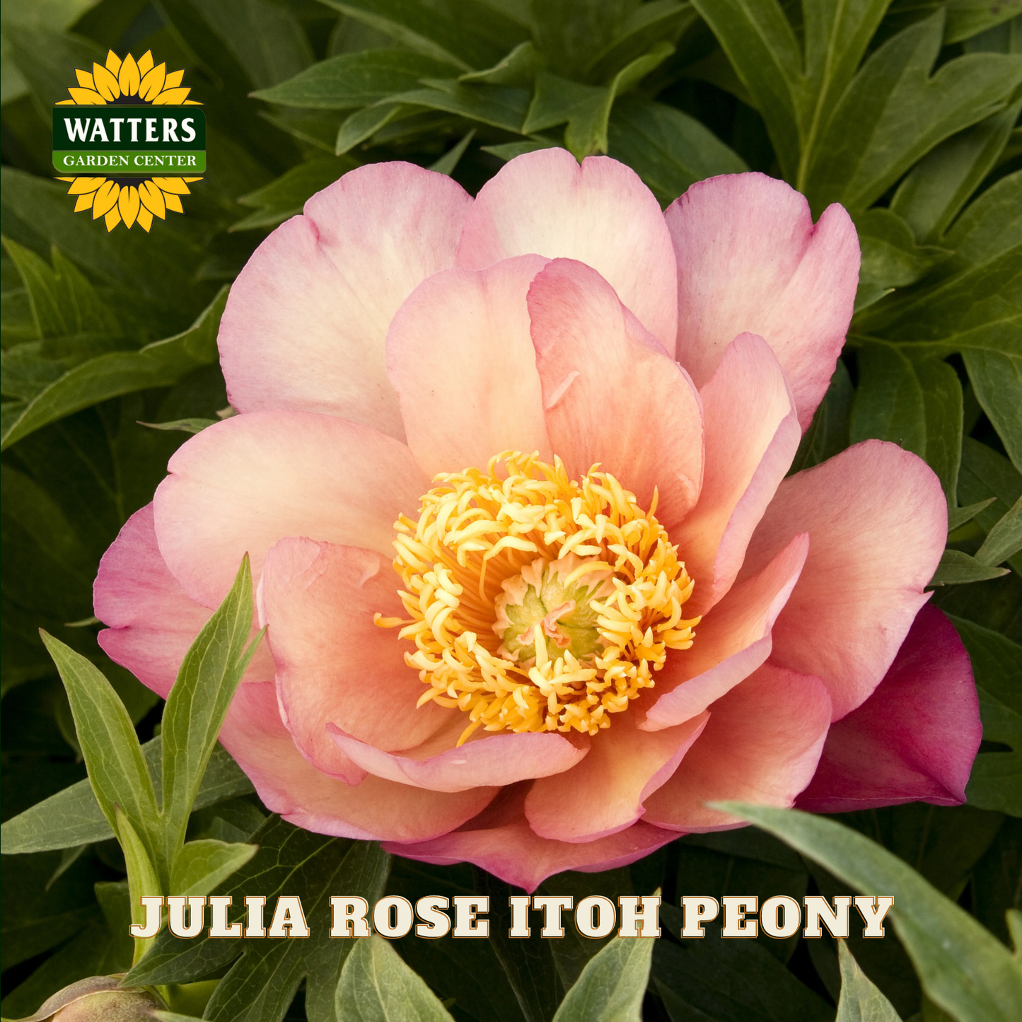 Pink peony flower with yellow center on green leaves, Watters Garden Center logo visible