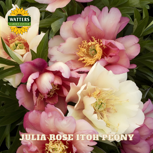 Close-up of pink and white peony flowers with 'Watters Garden Center' logo.