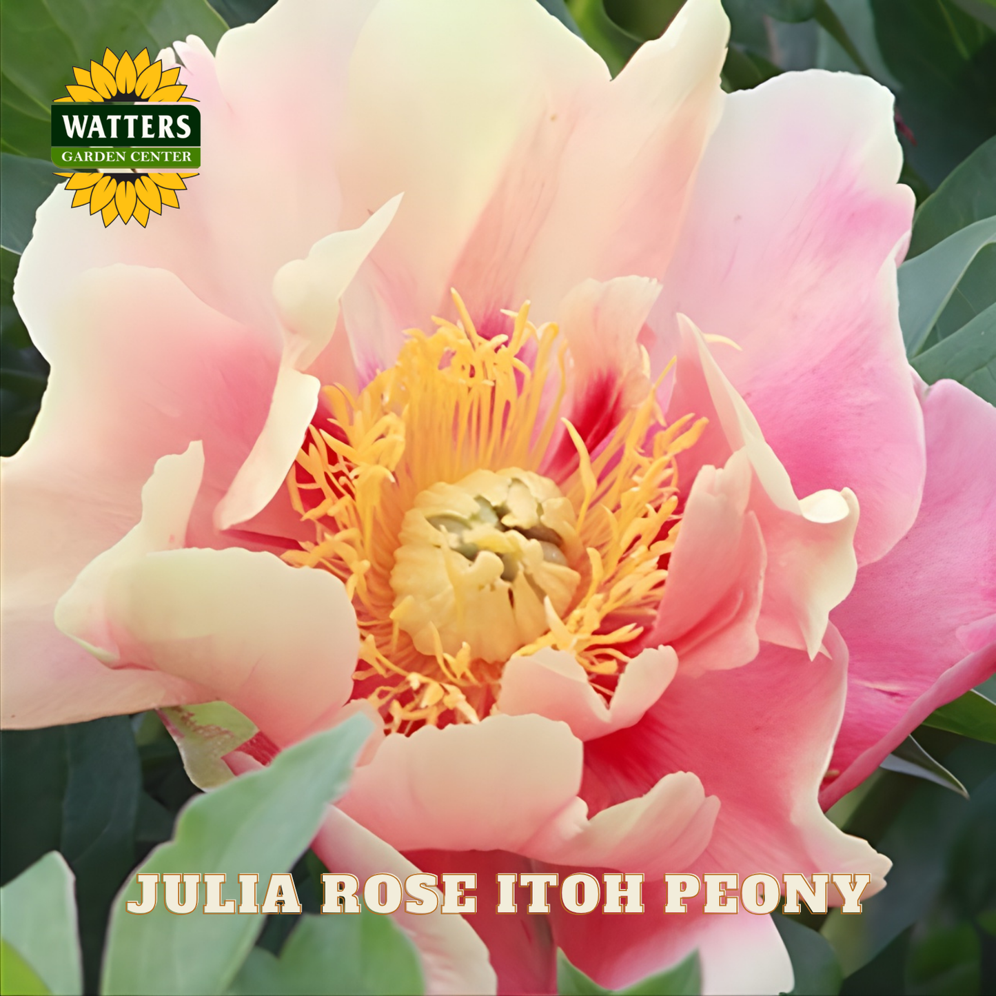 Pink peony flower with yellow center and 'Watters Garden Center' logo.