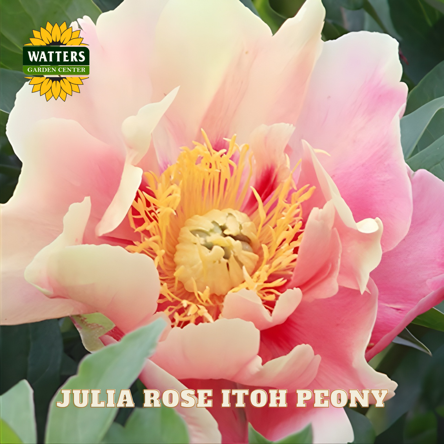 Pink peony flower with yellow center and 'Watters Garden Center' logo.