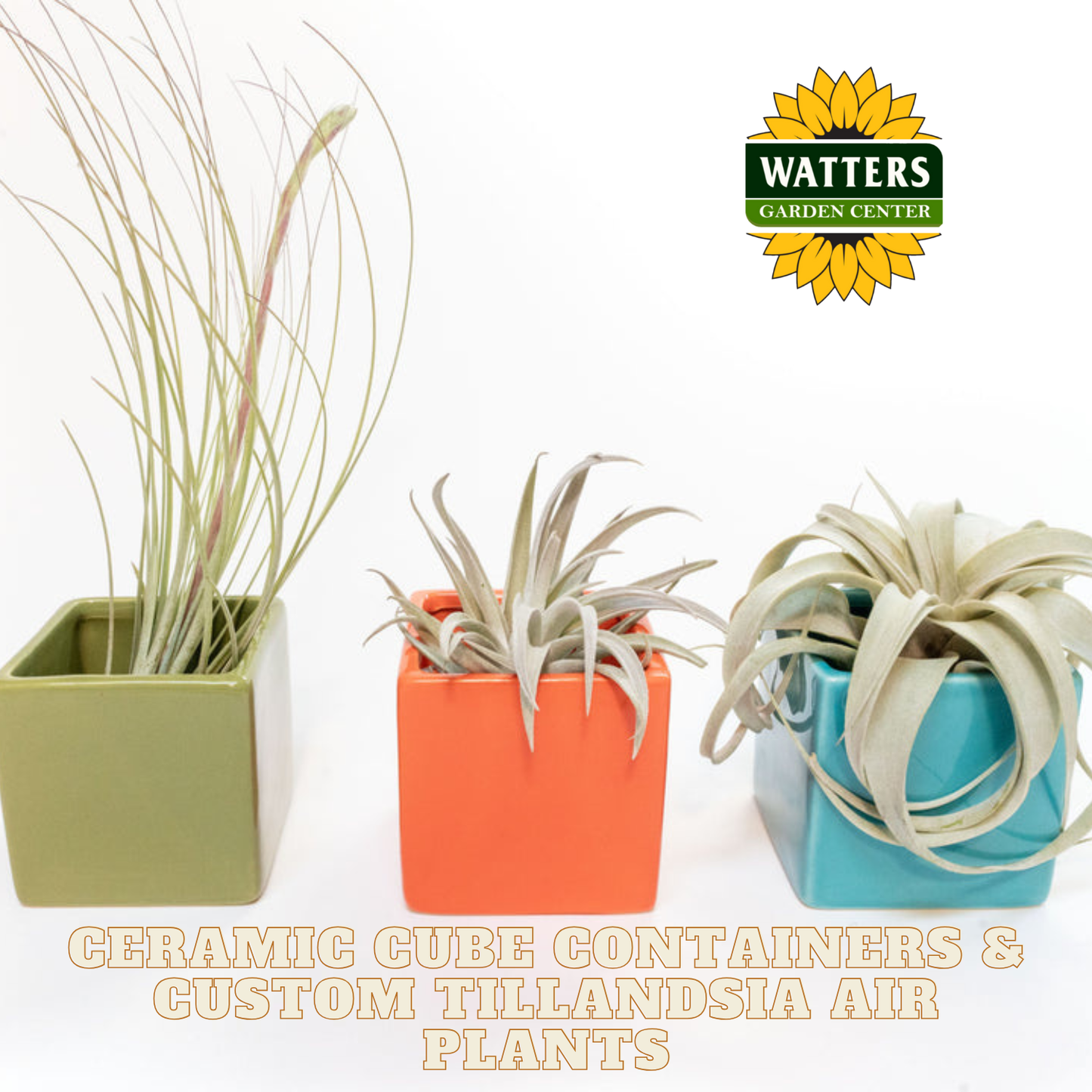 Ceramic Cube Containers & Custom Tillandsia Air Plants Set of 3  / Avocado Green + Sky Blue + Naranja Orange