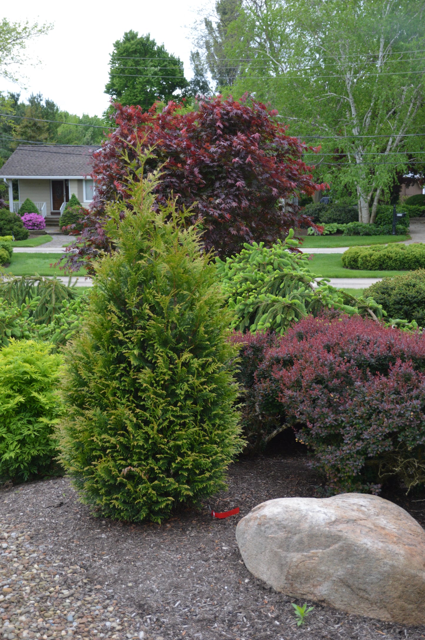Thuja Junior Giant (Thuja x 'Junior Giant') - 1 gallon