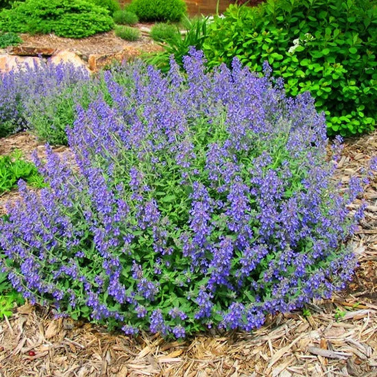 JUNIOR WALKER CATMINT 1gal