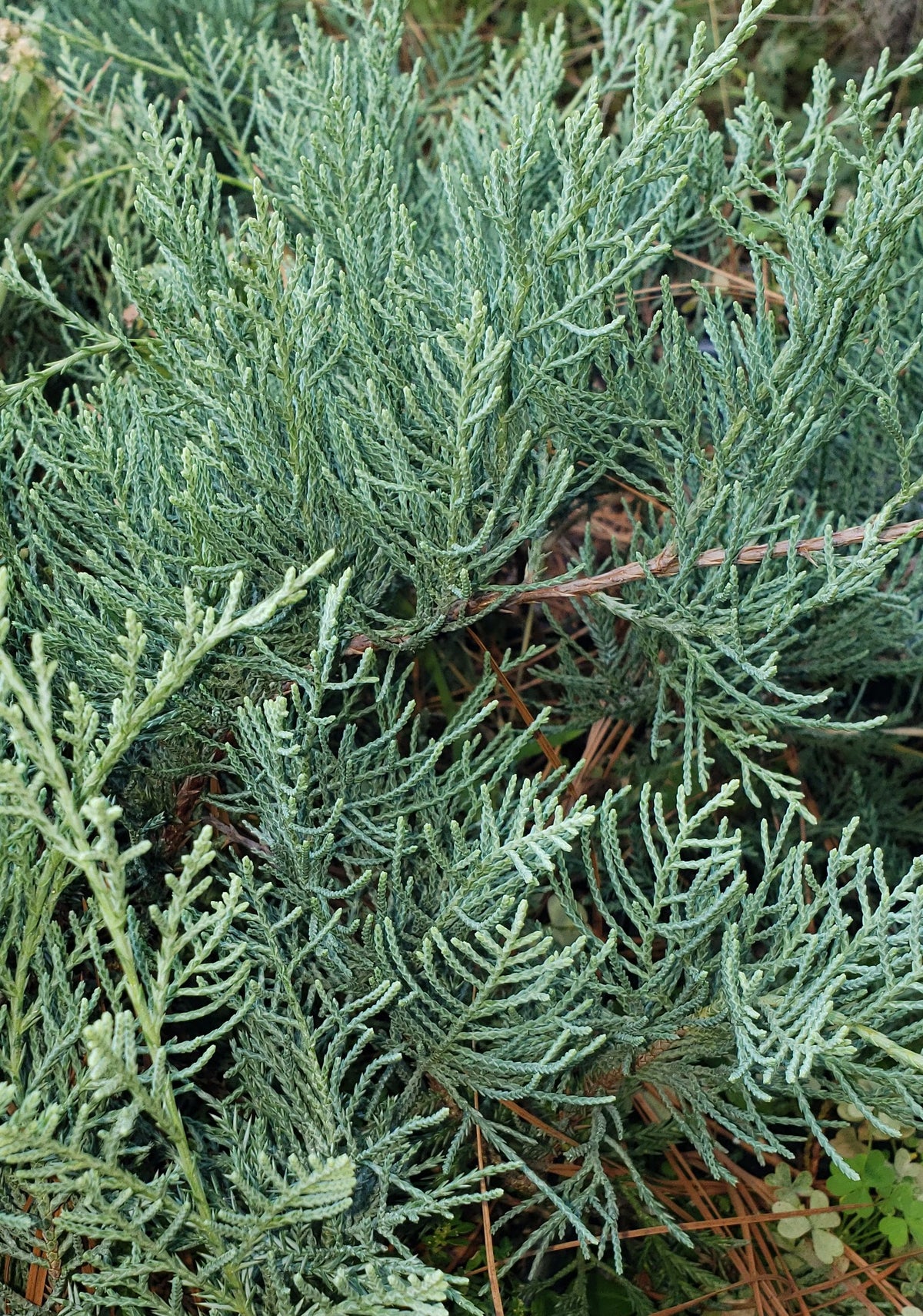 Grey Owl Juniper (JUNIPER V. GREY OWL)