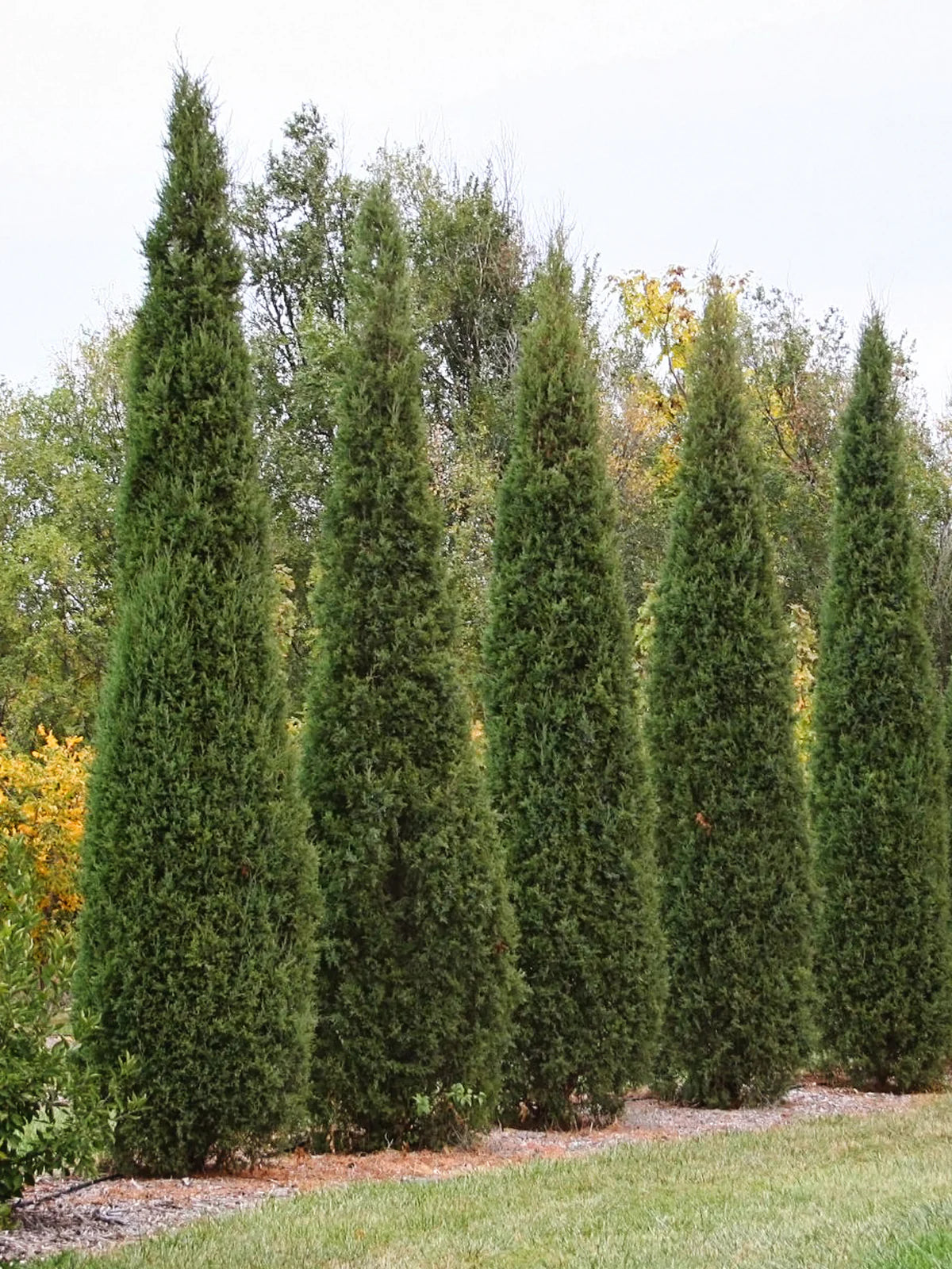 TAYLOR JUNIPER TREE 10gal