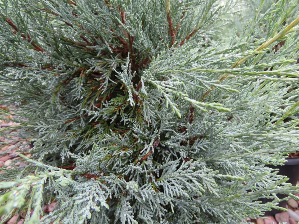MEDORA JUNIPER TREE 10gal