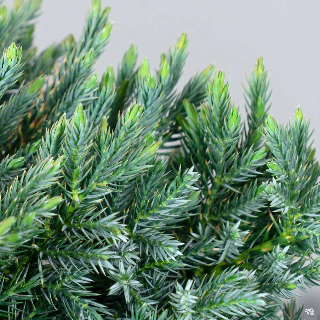 BLUE STAR JUNIPER 3gal