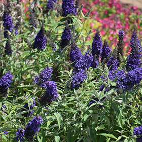 SUMMER BIRD MIDNIGHT BLUE BUTTERFLY BUSH 1gal