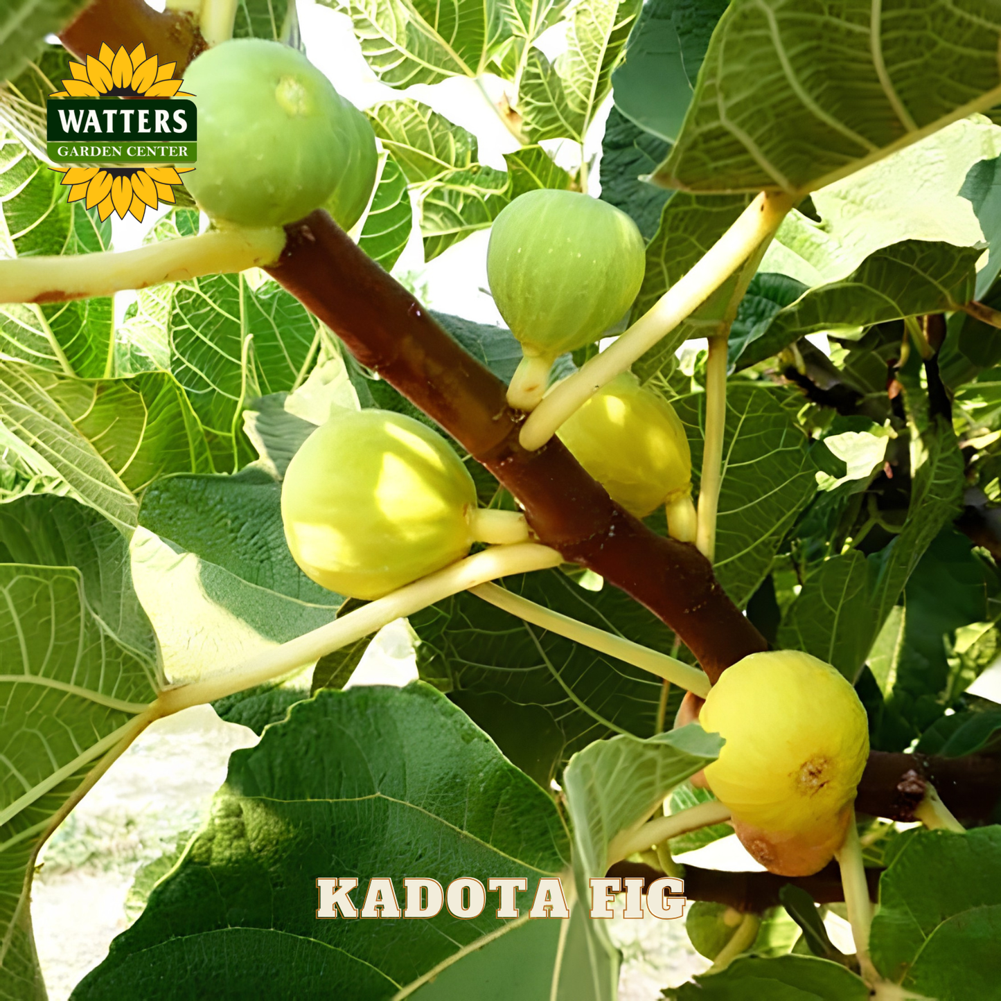 Green figs on a tree branch with Watters Garden Center logo.