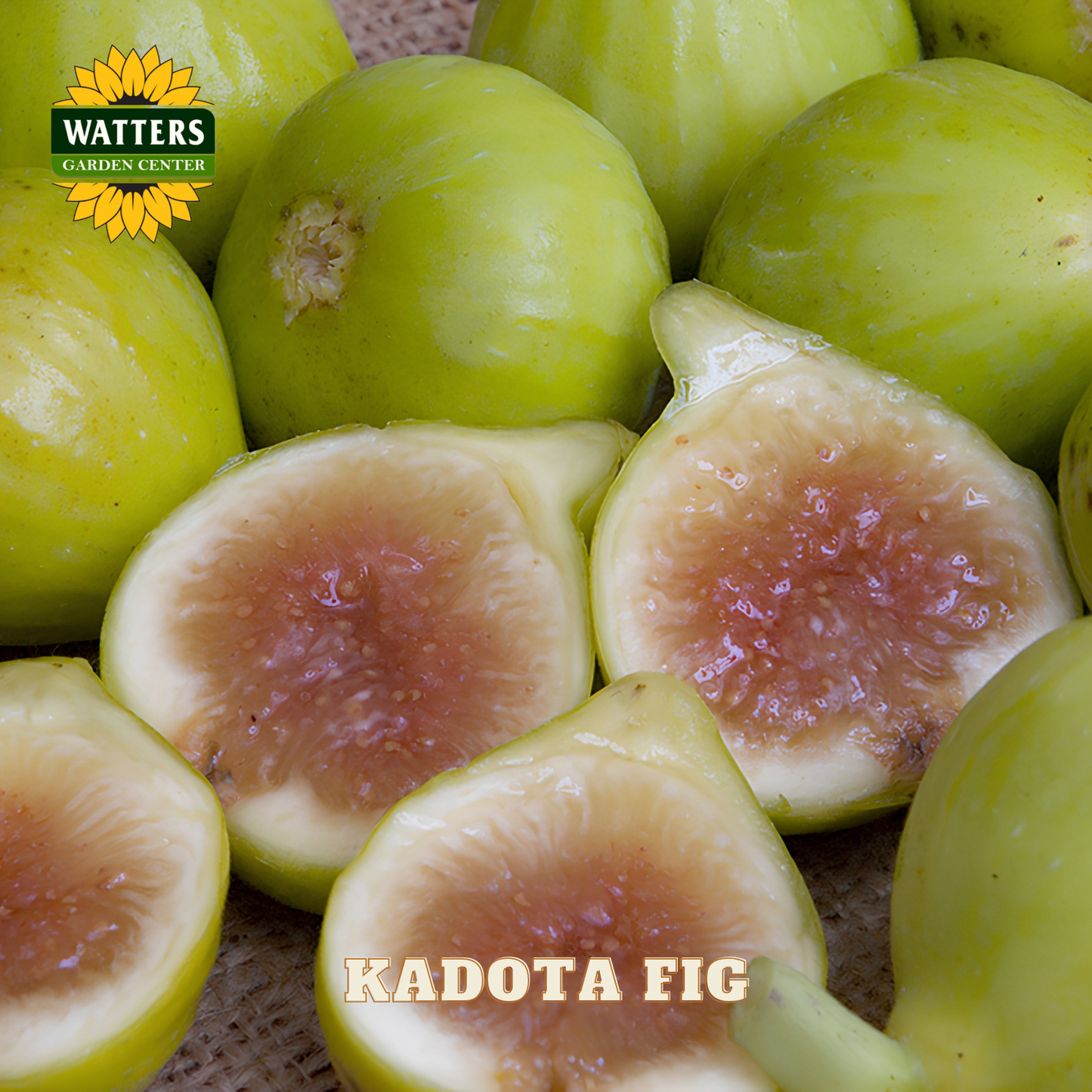 Kadota figs with a halved fig showing the interior, branded with Watters Garden Center.