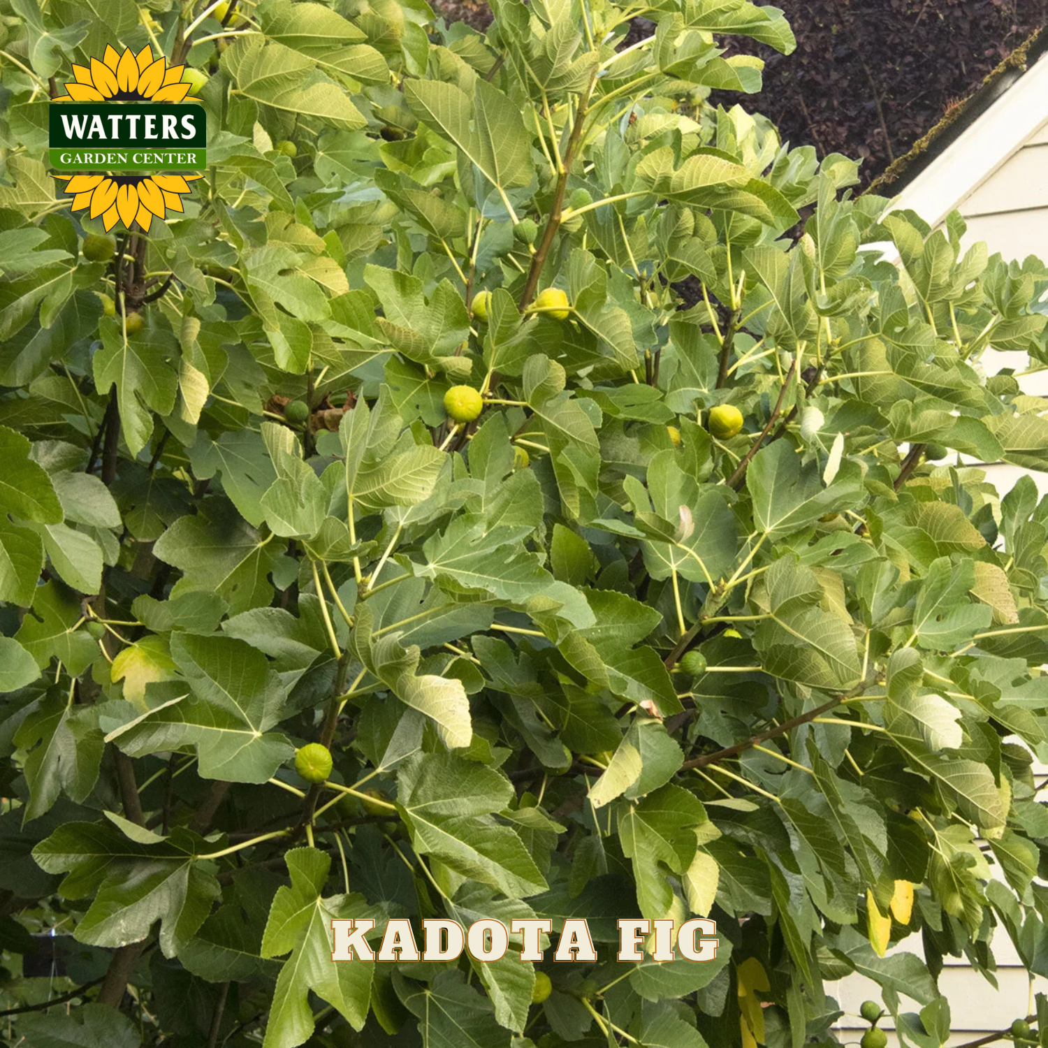 Kadota fig tree with green leaves and small fruits, Watters Garden Center logo visible.