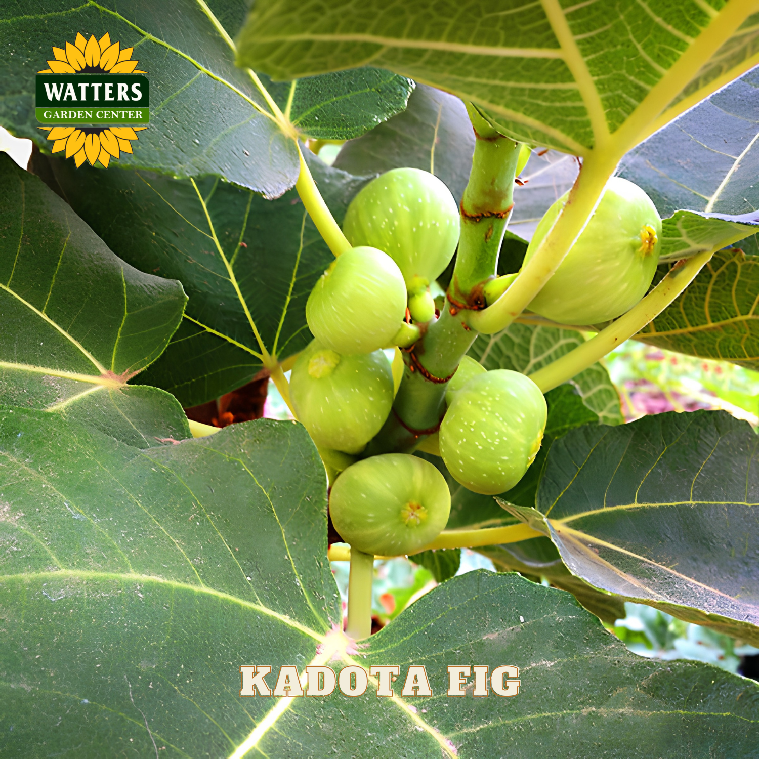 Green Kadota figs on a branch with Watters Garden Center logo.