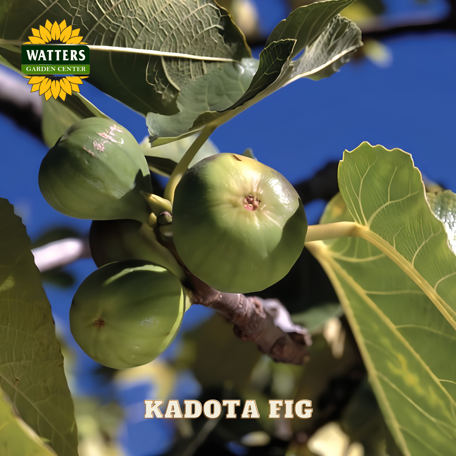 Green Kadota figs on a branch with Watters Garden Center logo.