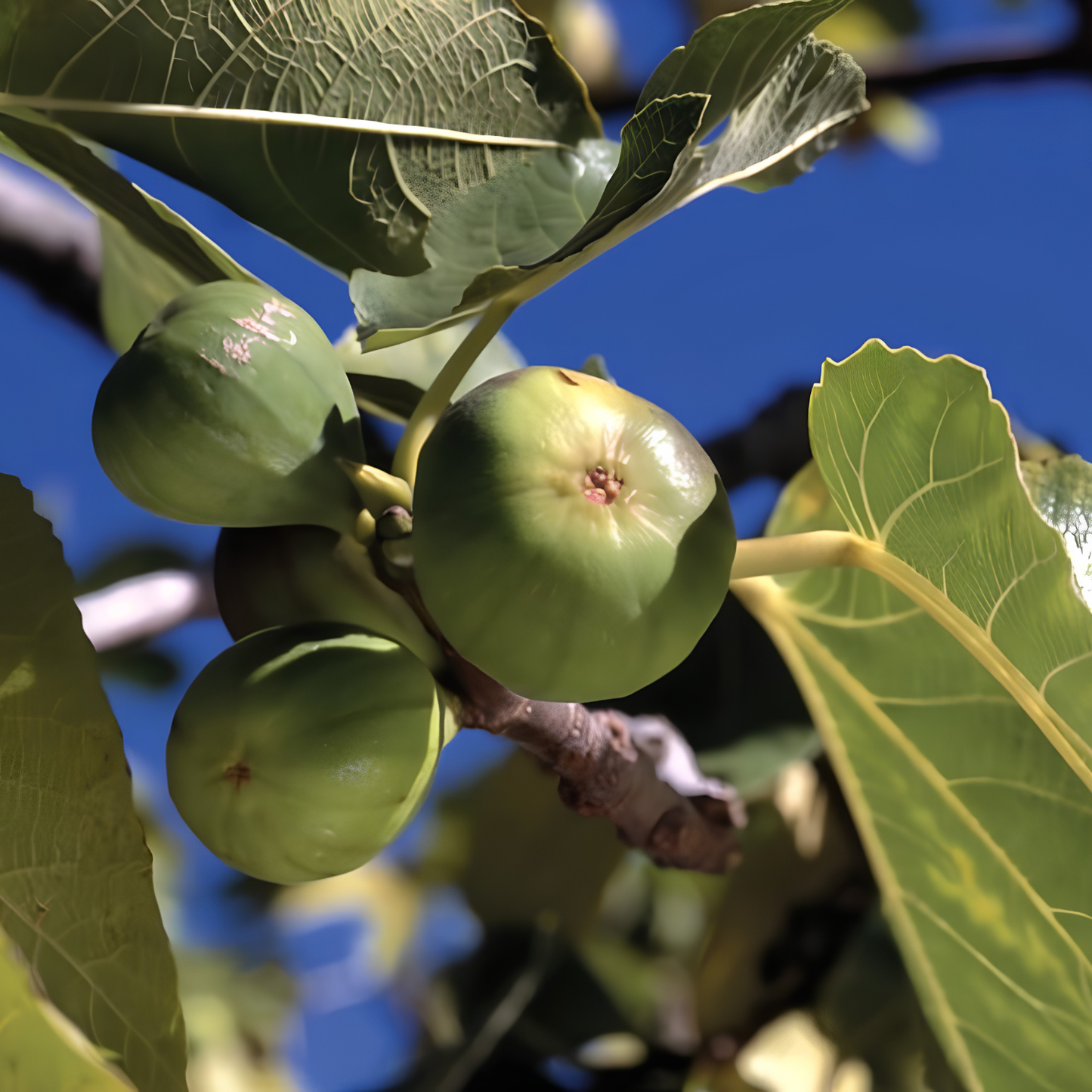 Green figs on a tree branch with leaves against a blue sky.