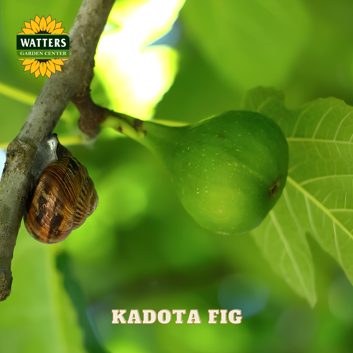 Green Kadota fig on a tree branch with a snail, surrounded by green leaves, featuring Watters Garden Center logo.