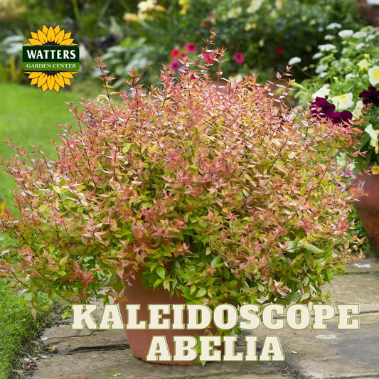 KALEIDOSCOPE ABELIA 1gal
