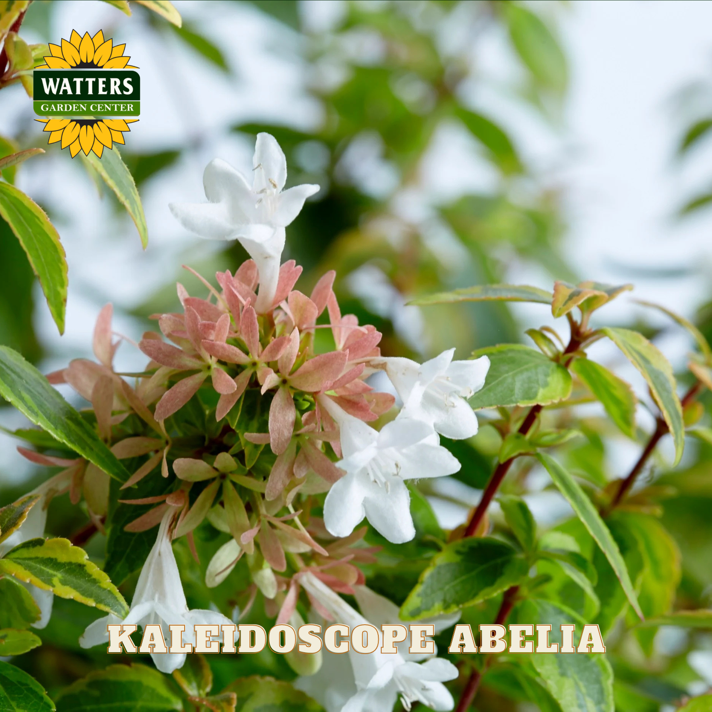 Closeup of white Kaleidoscope Abelia flowers against the green leave. Watters branding.