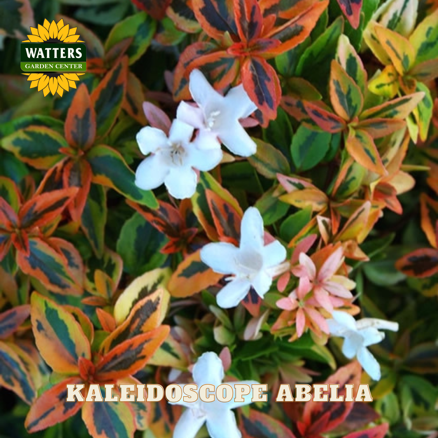 Closeup of white flowers of the Kaleidoscope Abelia plant with red, orange, and green leaves.