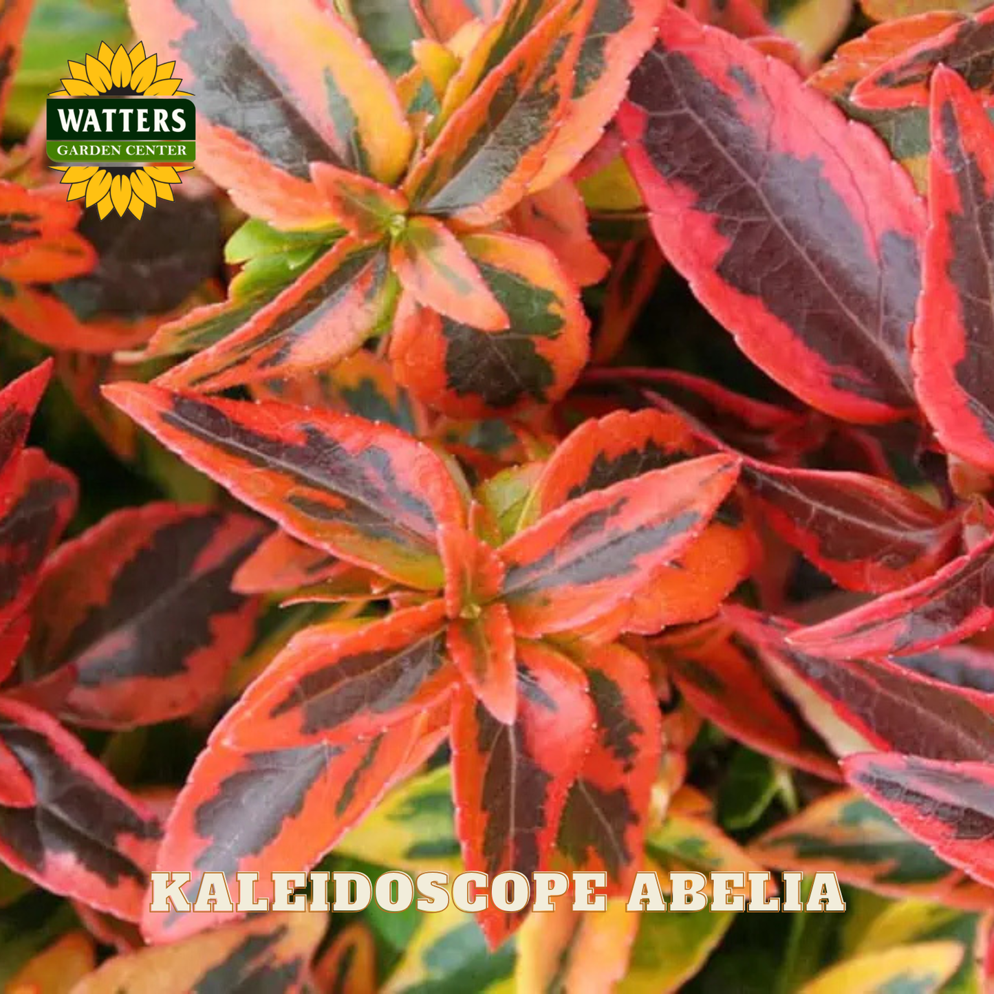 Close up of the red leaves of the kaleidoscope abelia.