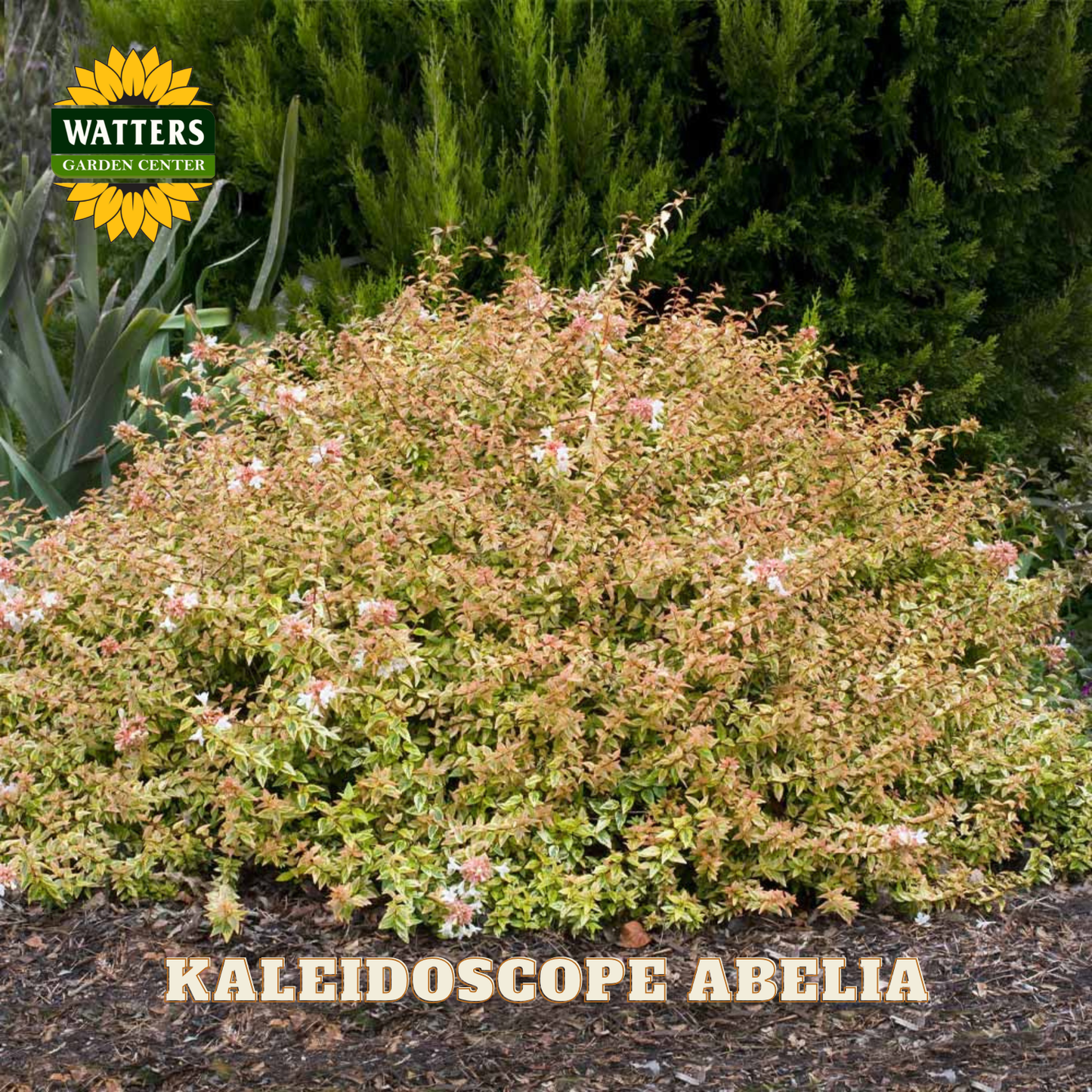 Full bush view of the Kaleidoscope Abelia in a garden.