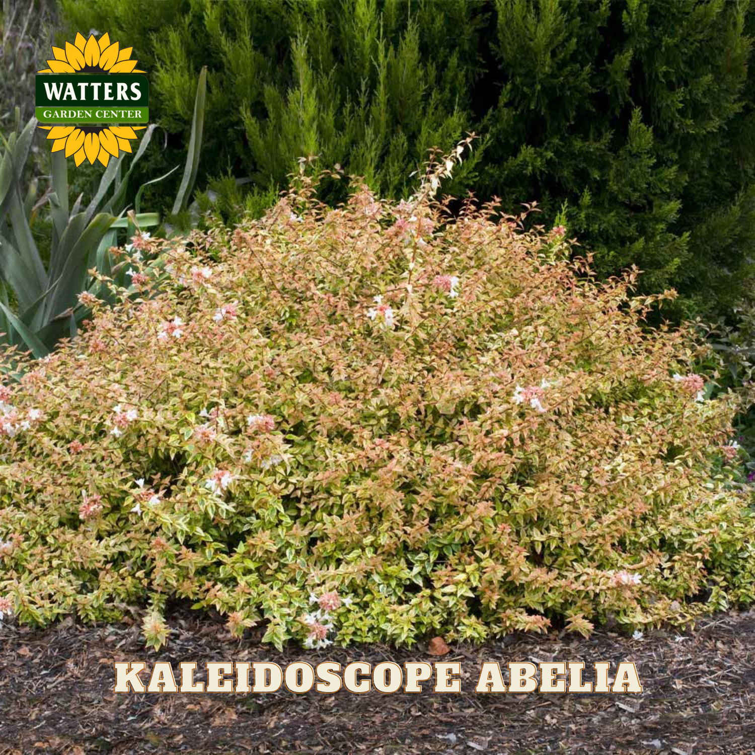 Full bush view of the Kaleidoscope Abelia in a garden.
