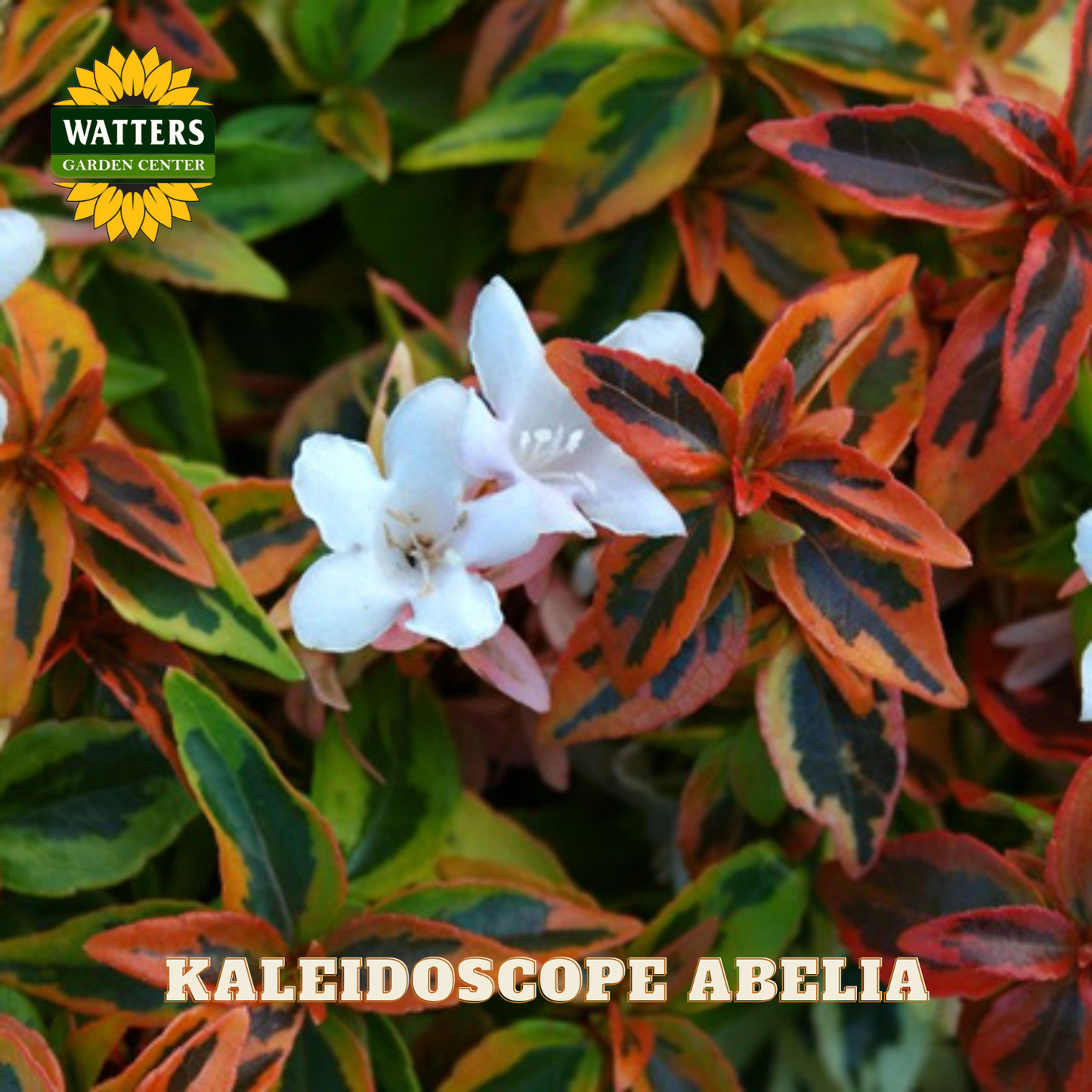 Red, green, orange, and yellow leaves of the Kaleidoscope Abelia with white flowers.